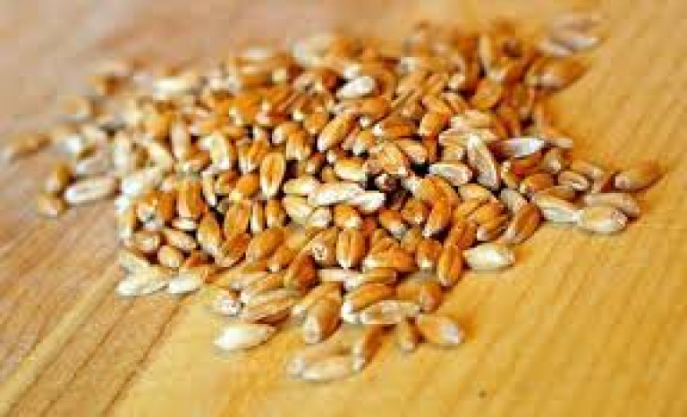 Spelt (Farro Perlato Toscano) 12x500g